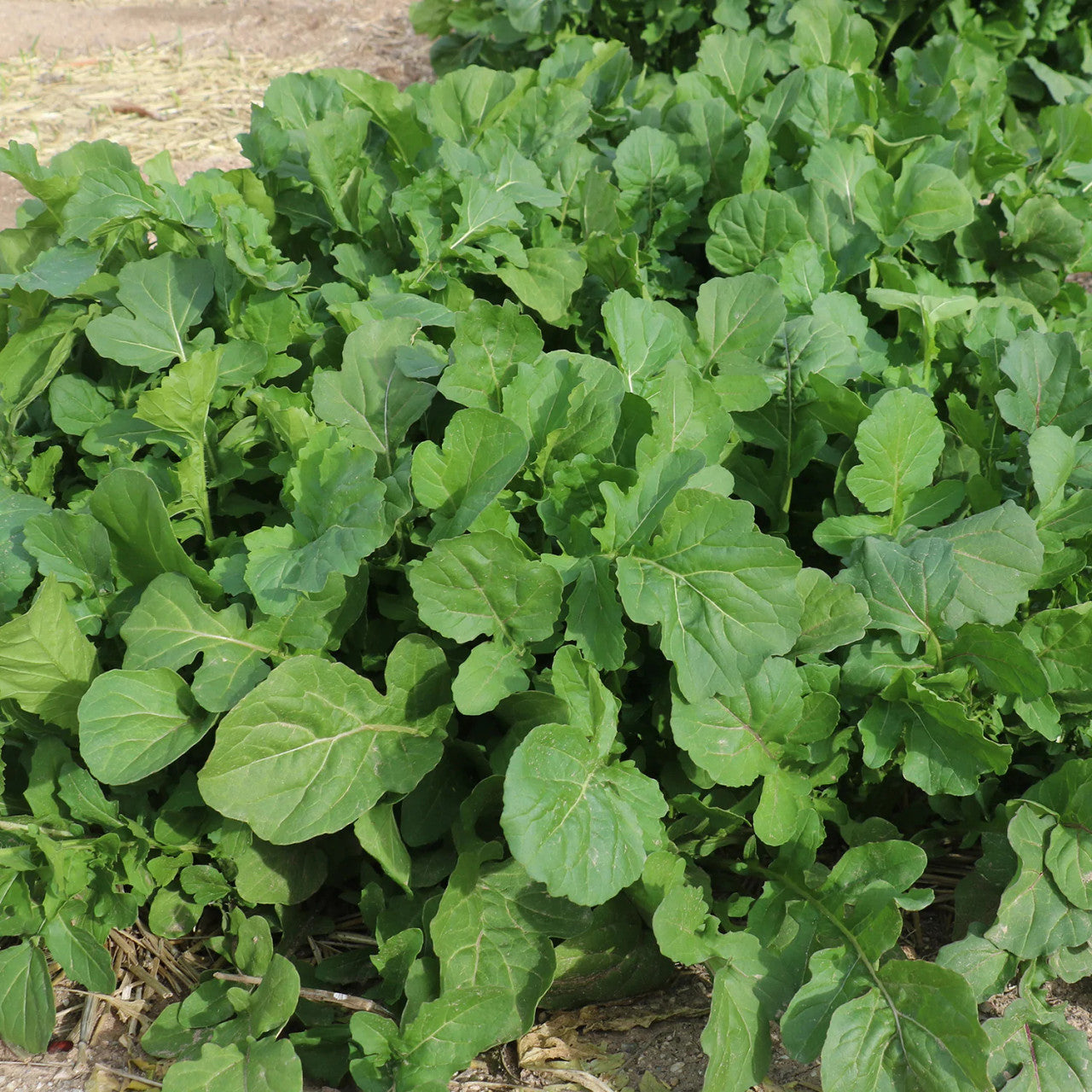 Native Seeds - DiMeglio Arugula