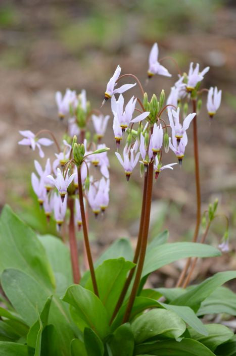 Prairie Moon Nursery - Midland Shooting Star