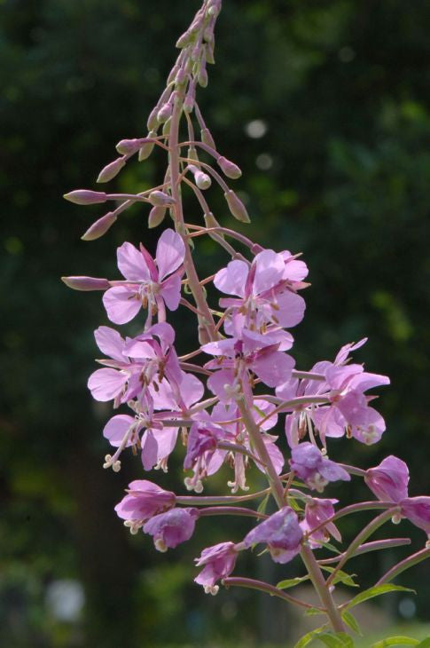 Prairie Moon Nursery - Fireweed