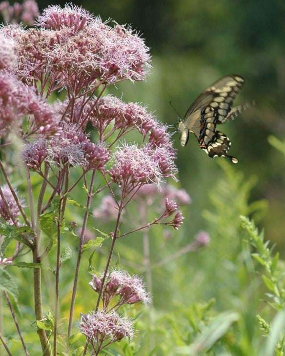 Prairie Moon Nursery - Joe Pye Weed