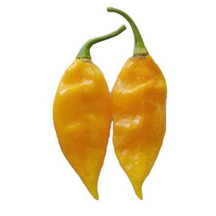 Sandia Seed Company - Fatalii Heirloom Pepper