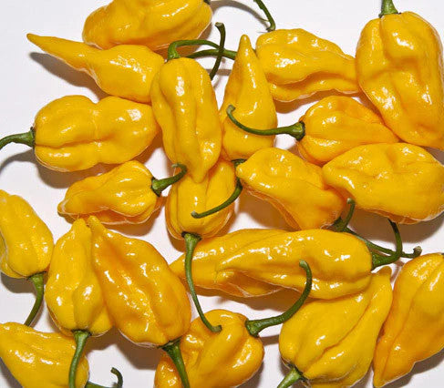 Sandia Seed Company - Fatalii Heirloom Pepper