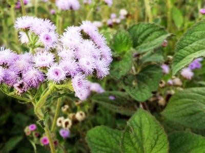 Southern Exposure Seed Exchange - Ageratum Dondo Blue