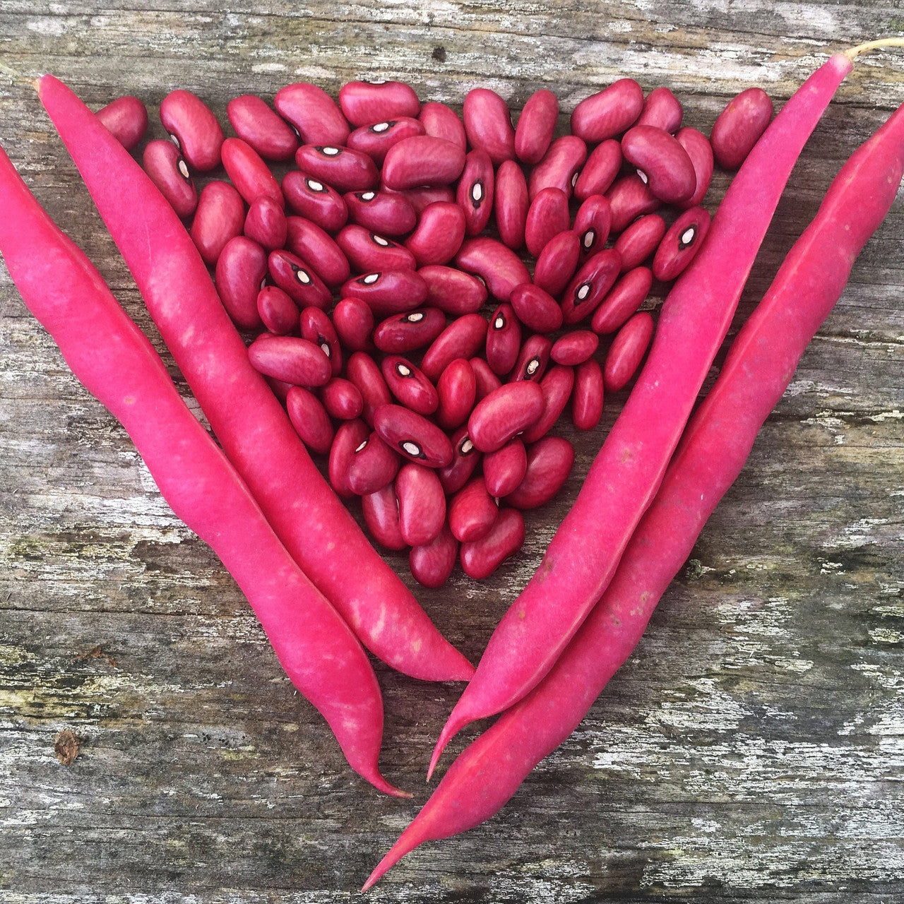 True Love Seeds - Frijol Rojo de Seda (Red Silk Bean)