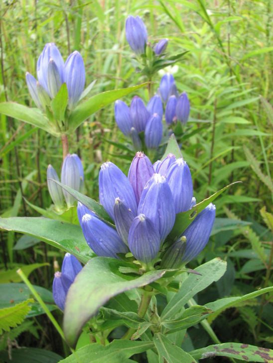 Prairie Moon Nursery - Bottle Gentian