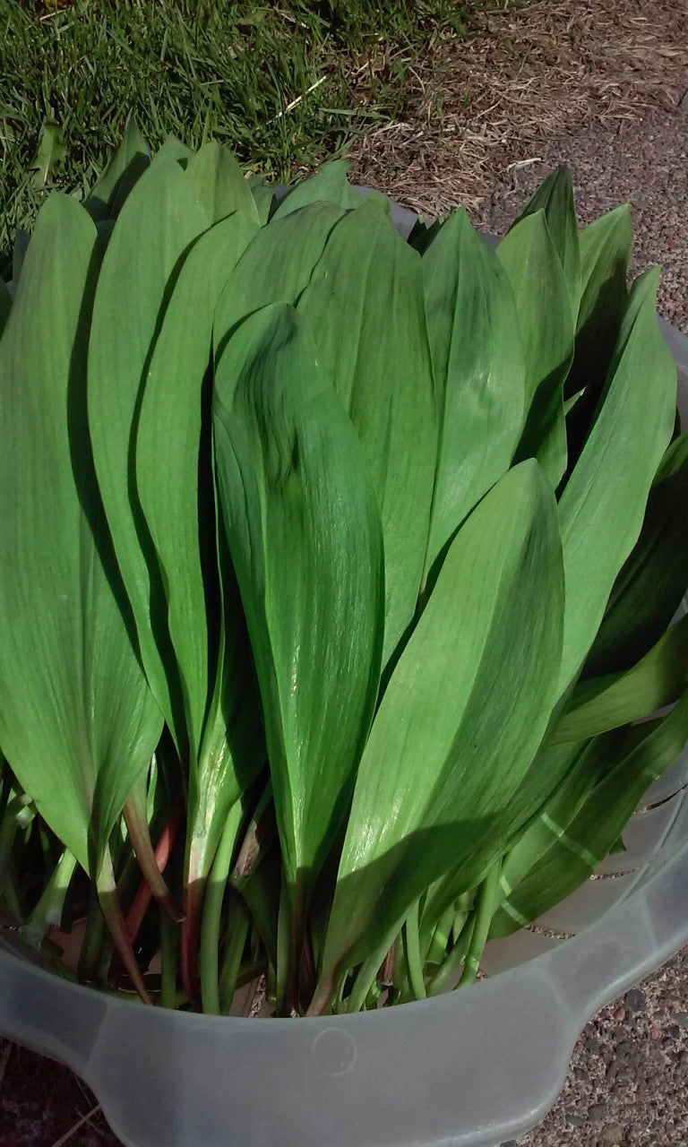 Experimental Farm Network - Wild Ramps