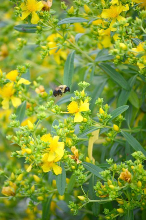 Prairie Moon Nursery - Shrubby St. John's Wort