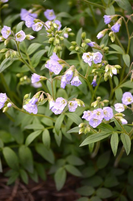 Prairie Moon Nursery - Jacob's Ladder