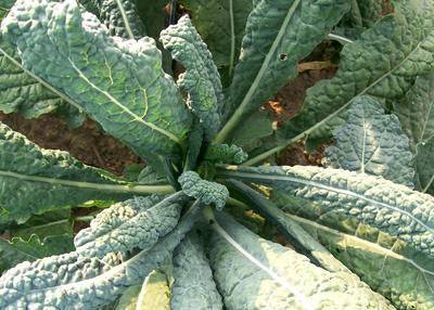 Southern Exposure Seed Exchange - Lacinato (Dinosaur) Kale