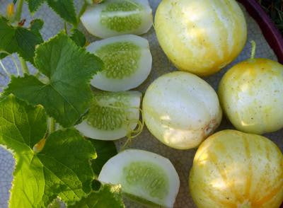 Southern Exposure Seed Exchange - Lemon Cucumber