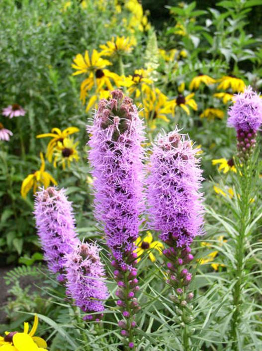 Prairie Moon Nursery - Dense Blazing Star