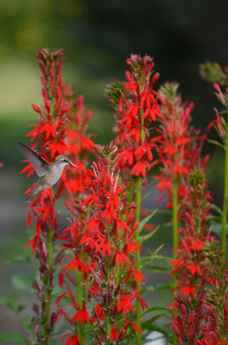 Prairie Moon Nursery - Cardinal Flower