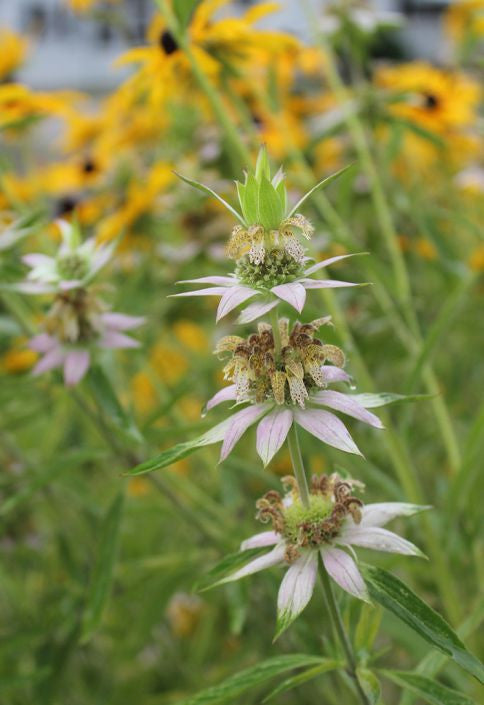 Prairie Moon Nursery - Spotted Bee Balm