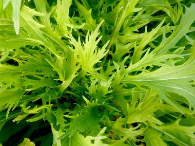 Southern Exposure Seed Exchange - Mizuna Early Mustard