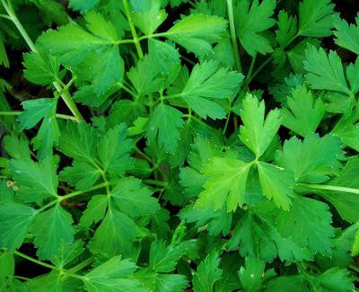 Southern Exposure Seed Exchange - Dark Green Italian Plain Leaf Parsley