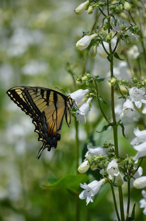 Prairie Moon Nursery - Foxglove Beardtongue