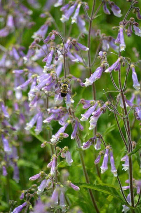 Prairie Moon Nursery - Hairy Beardtongue