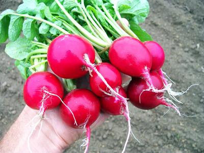 Southern Exposure Seed Exchange - Cherry Belle Radish