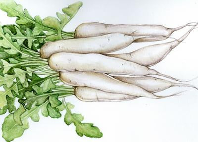 Southern Exposure Seed Exchange - Daikon Miyashigo White Radish