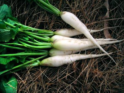 Southern Exposure Seed Exchange - White Icicle Lady Finger Radish