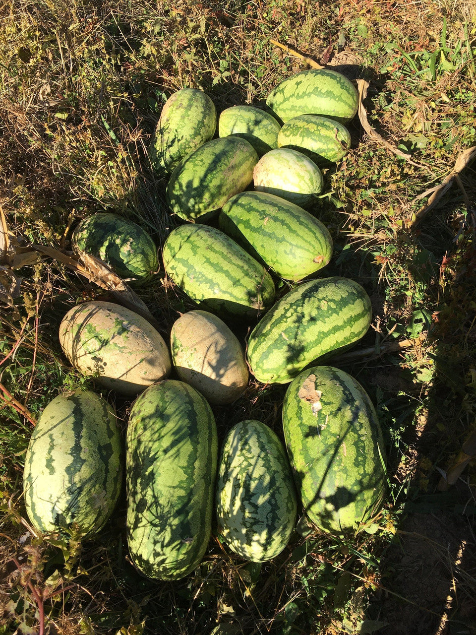 True Love Seeds - Georgia Rattlesnake Watermelon