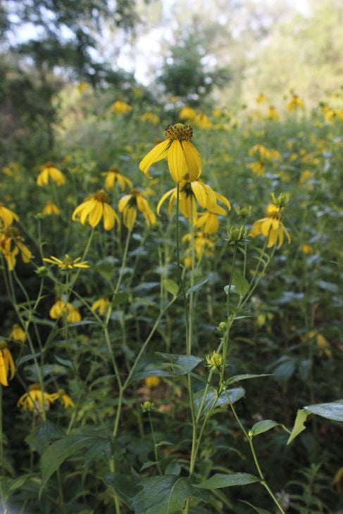 Prairie Moon Nursery - Wild Golden Glow