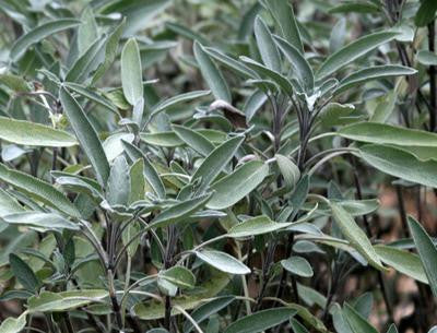 Southern Exposure Seed Exchange - Common Sage