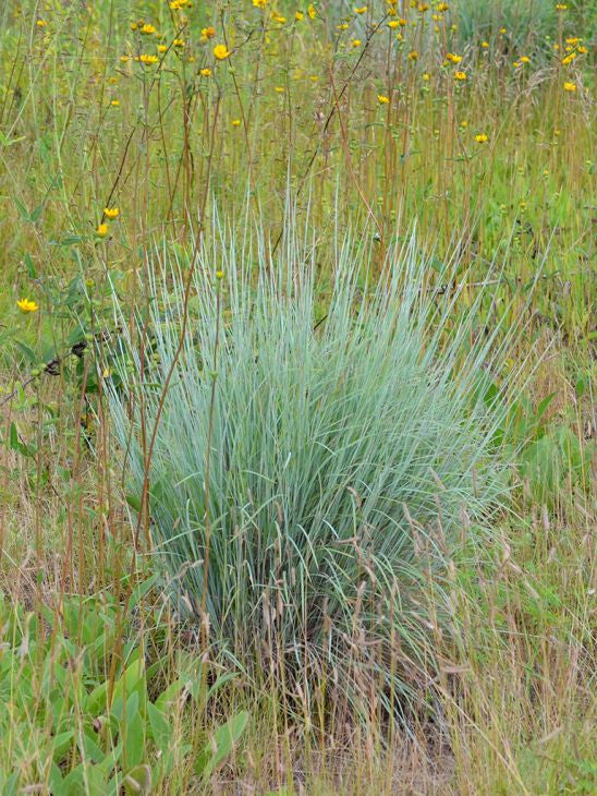 Prairie Moon Nursery - Little Bluestem