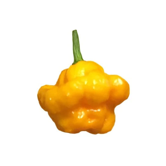 Sandia Seed Company - Scotch Bonnet Yellow Pepper