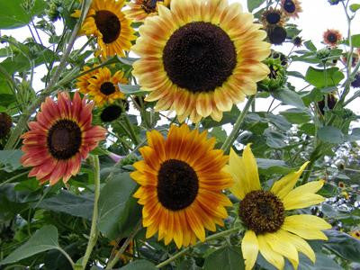 Southern Exposure Seed Exchange - Selma Suns Sunflower