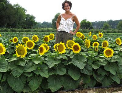 Southern Exposure Seed Exchange - Short Stuff Dwarf Sunflower