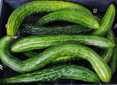 Southern Exposure Seed Exchange - Suyo Long Cucumber