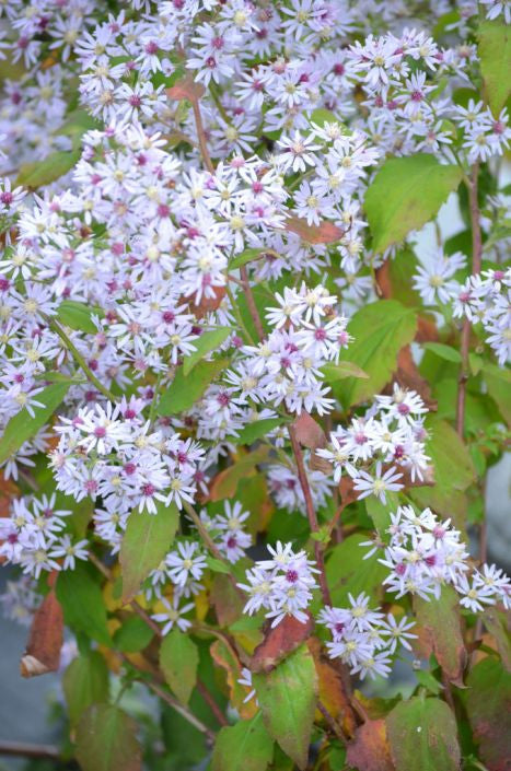 Prairie Moon Nursery - Heart-Leaved Aster