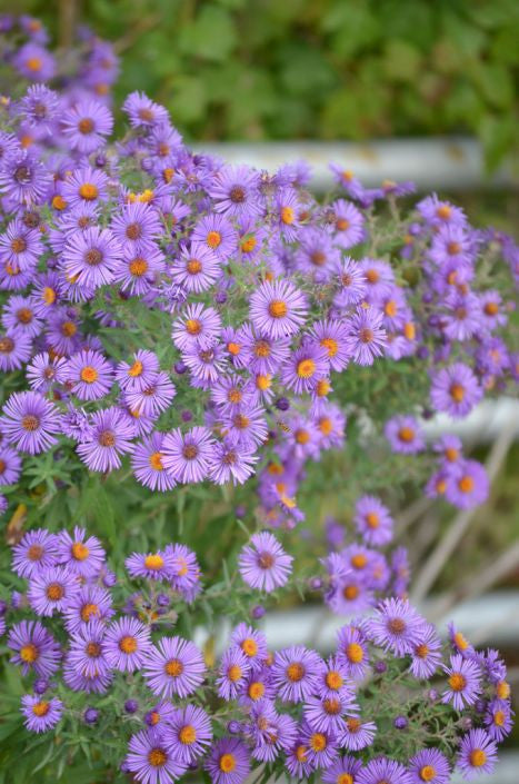 Prairie Moon Nursery - New England Aster