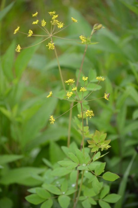 Prairie Moon Nursery - Yellow Pimpernel