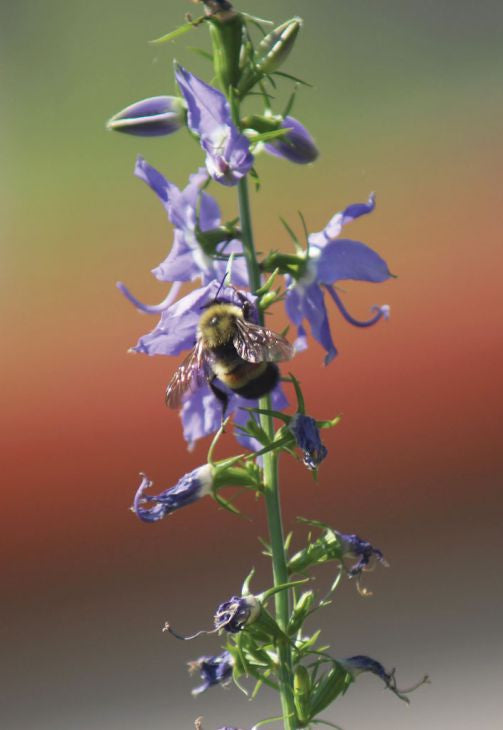 Prairie Moon Nursery - Tall Bellflower