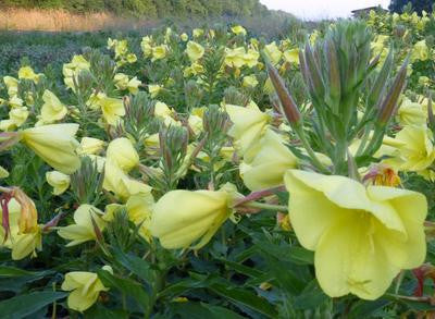 Southern Exposure Seed Exchange - Tina James' Magic Evening Scented Primrose