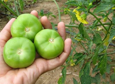 Southern Exposure Seed Exchange - Cisineros Grande Tomatillo