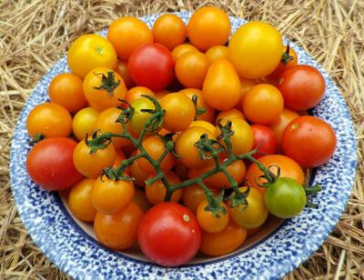 Southern Exposure Seed Exchange - Amy’s Apricot Mix Cherry Tomato