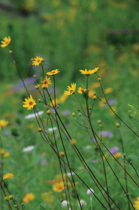 Prairie Moon Nursery - Western Sunflower