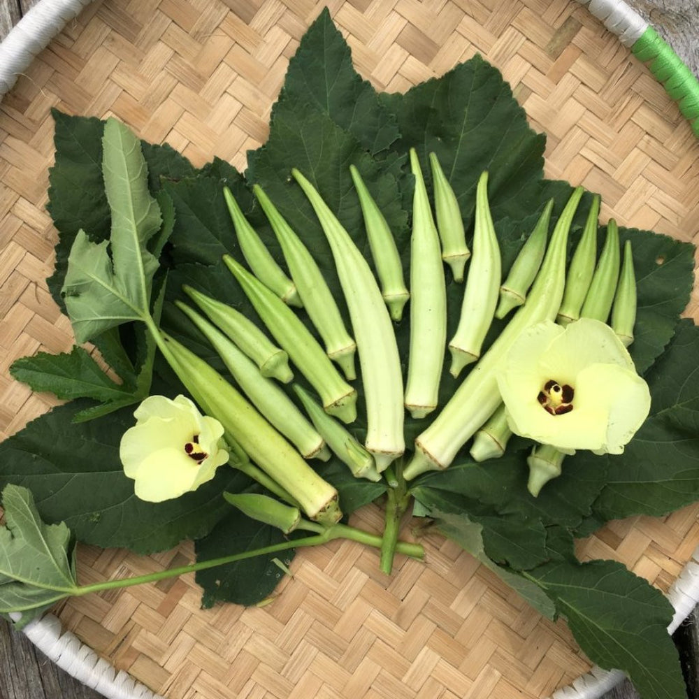 True Love Seeds - White Velvet Okra