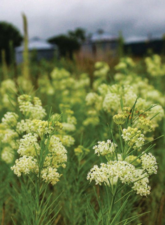 Prairie Moon Nursery - Whorled Milkweed