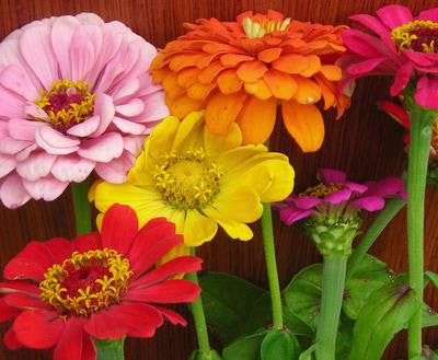 Southern Exposure Seed Exchange - Zinnia State Fair Mixed Colors